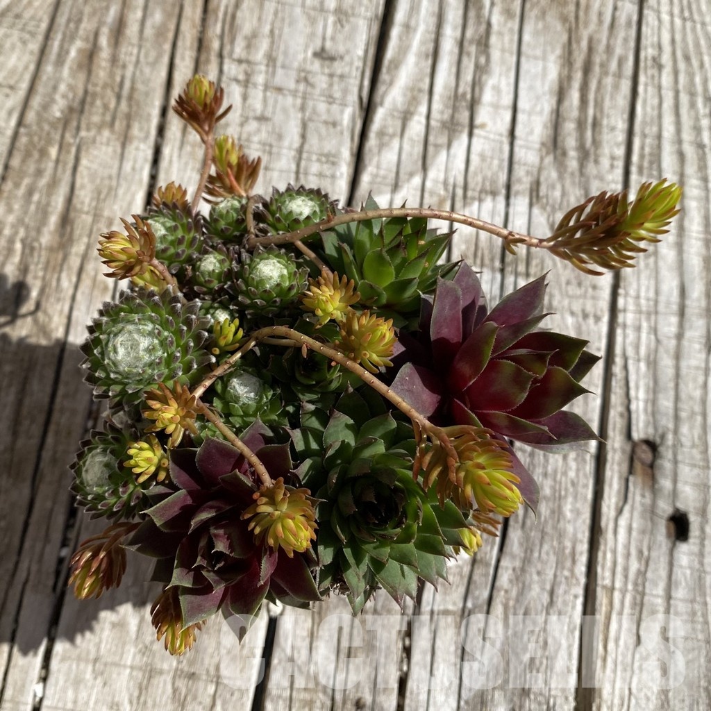 SH32067 Sempervivum mix (cold-resistant) - 画像 (2)