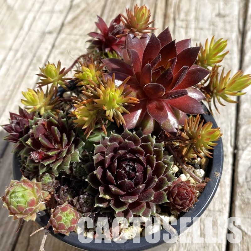 SH32068 Sempervivum mix (cold-resistant)