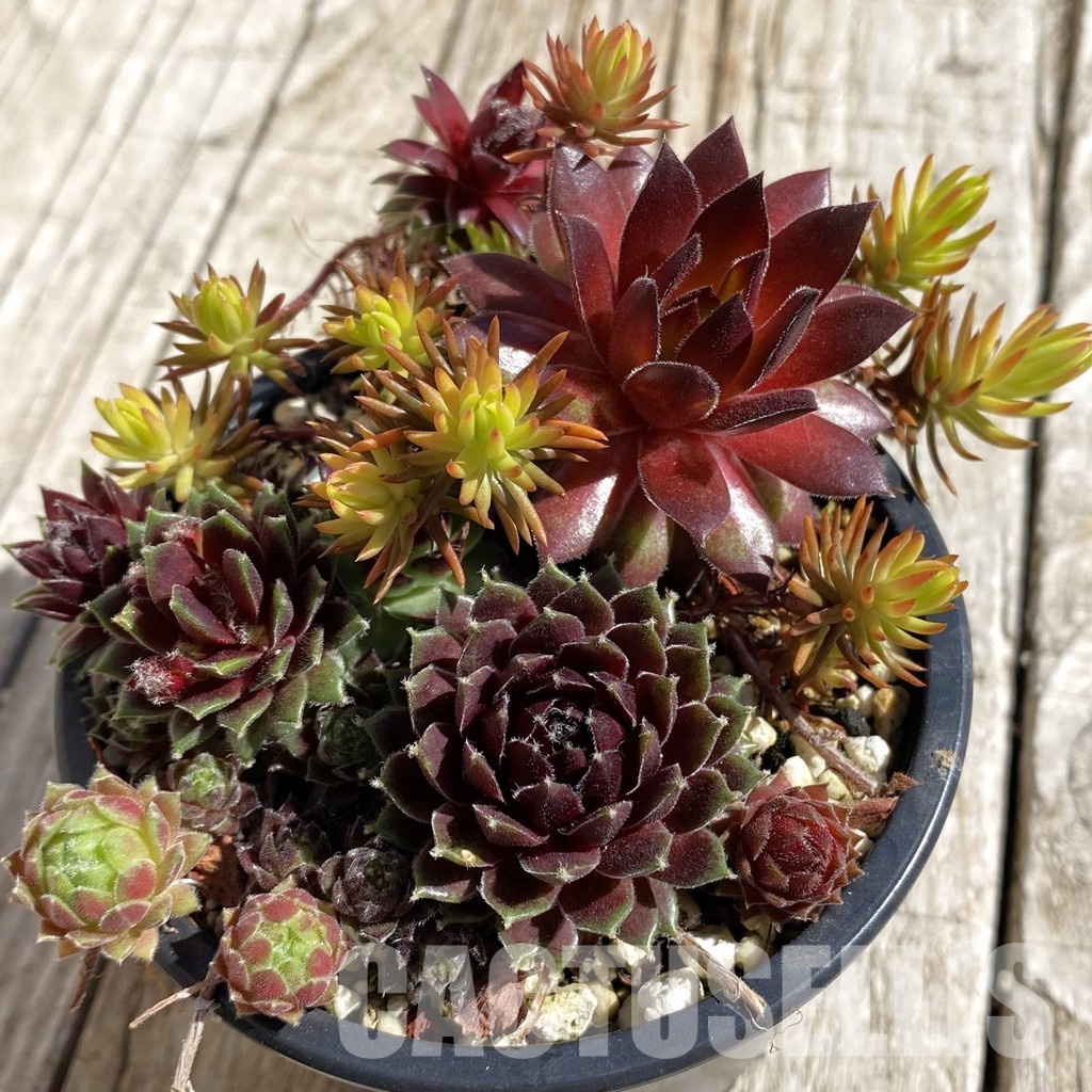 SH32068 Sempervivum mix (cold-resistant)