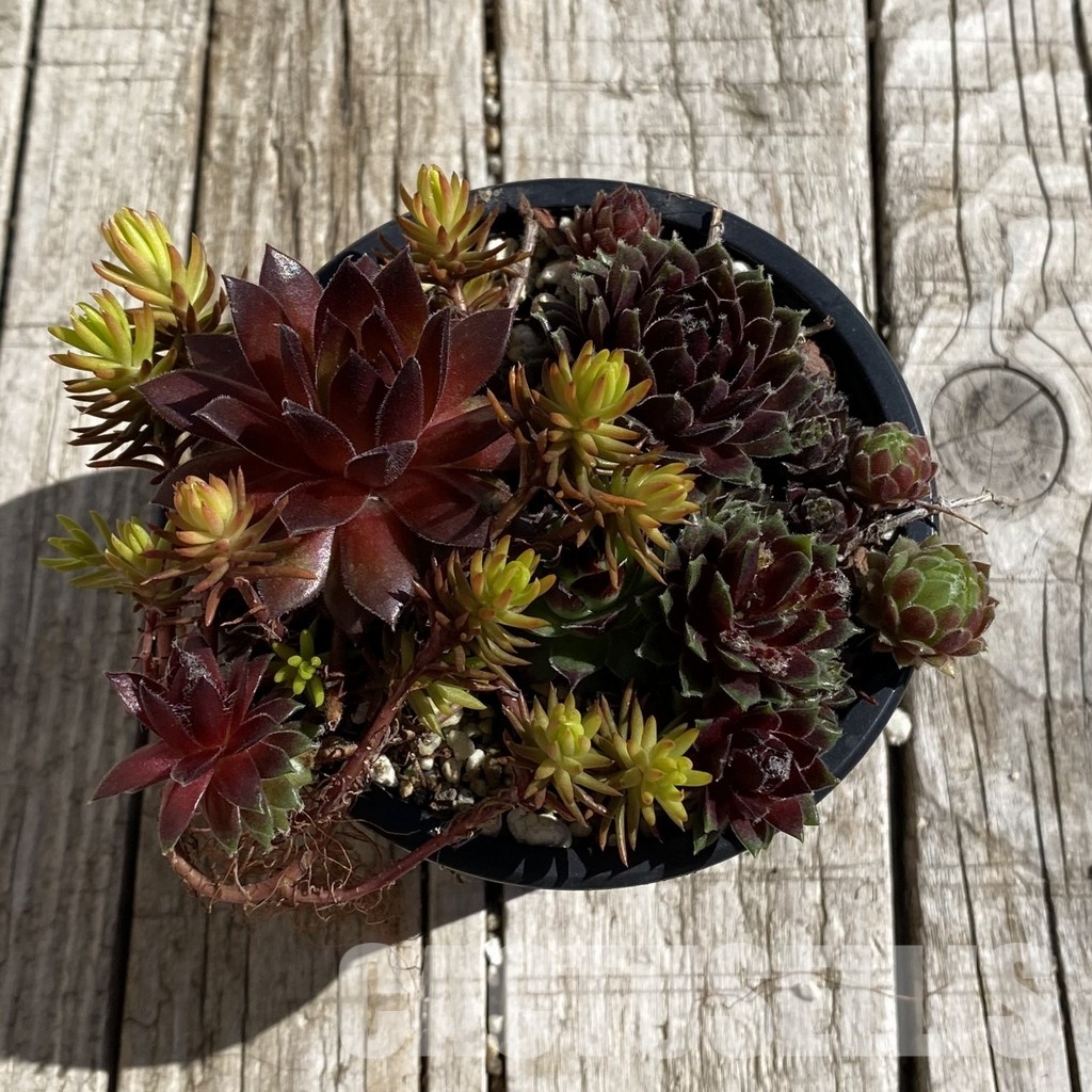 SH32068 Sempervivum mix (cold-resistant) - 画像 (2)