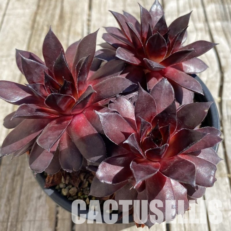 SH32069 Sempervivum 'Bronco' (cold-resistant)