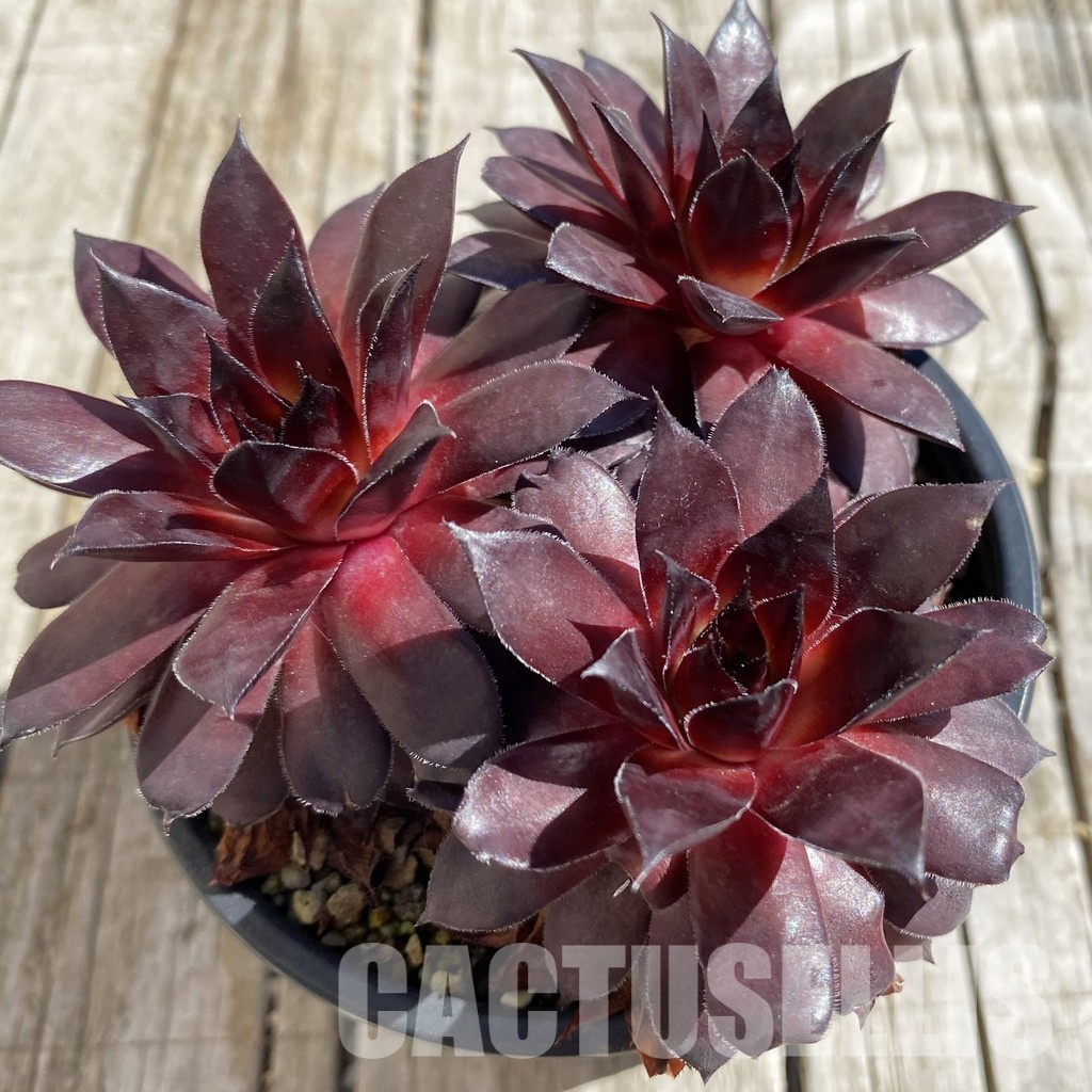 SH32069 Sempervivum 'Bronco' (cold-resistant)