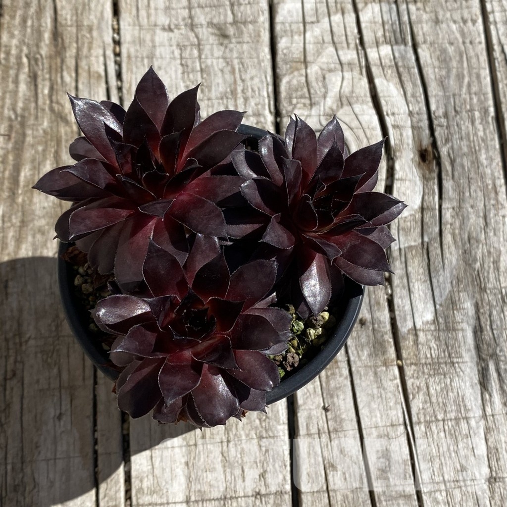 SH32069 Sempervivum 'Bronco' (cold-resistant) - 画像 (2)