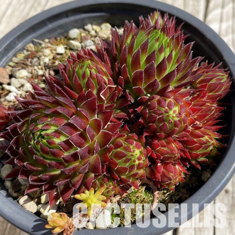 SH32070 Sempervivum  'Autumn Fire' (cold-resistant)