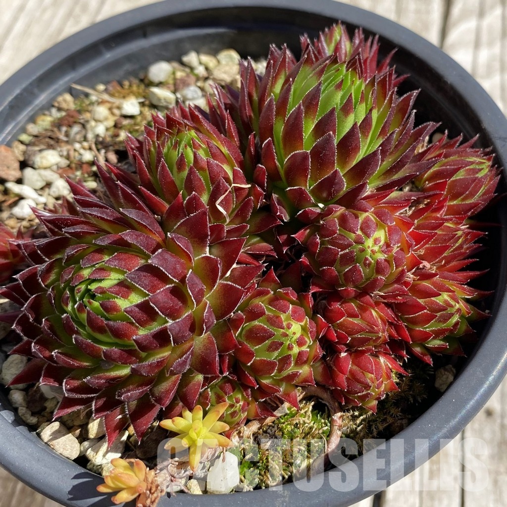 SH32070 Sempervivum 'Autumn Fire' (cold-resistant)