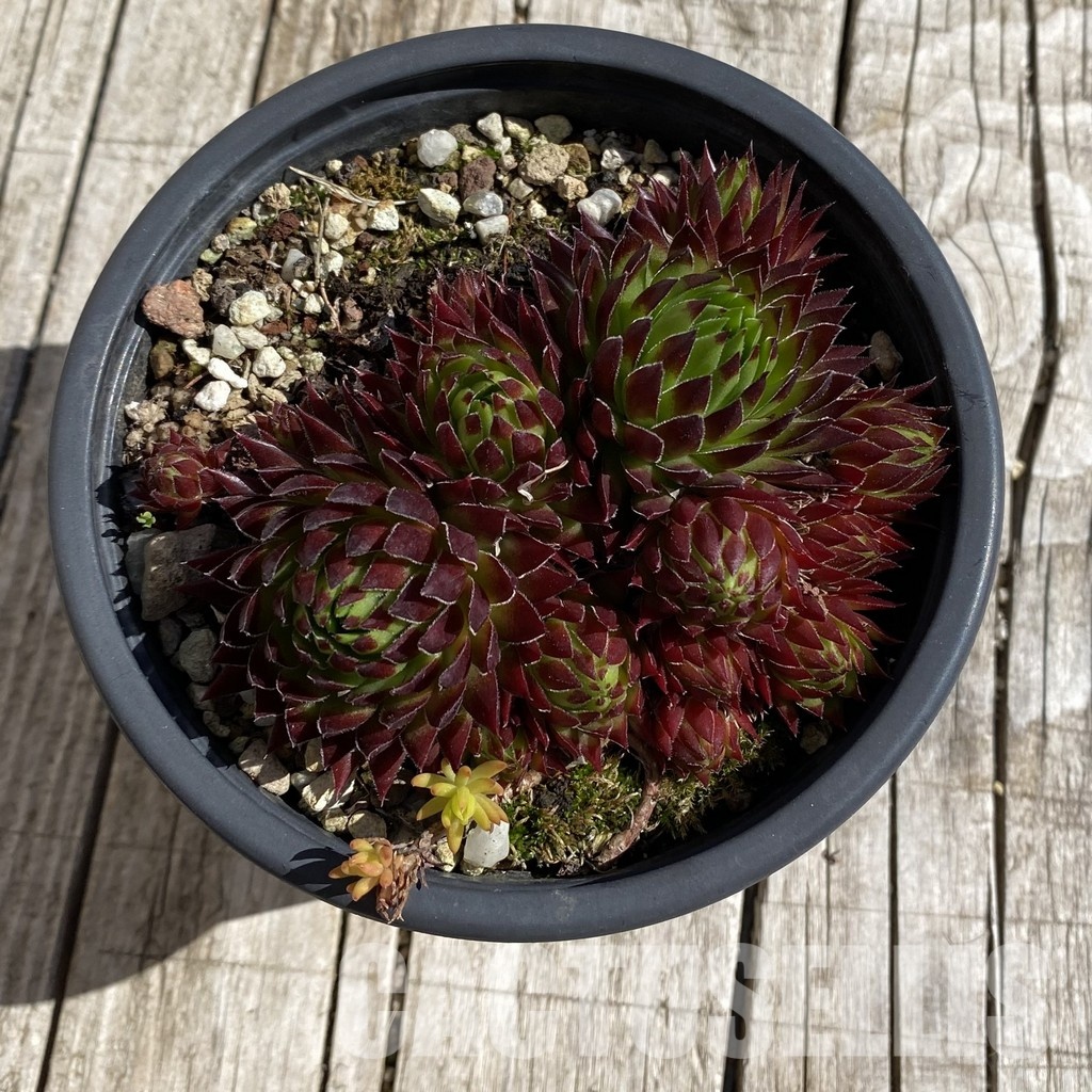 SH32070 Sempervivum 'Autumn Fire' (cold-resistant) - 画像 (2)