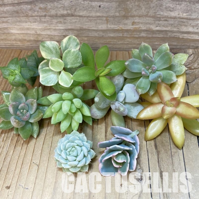 SH32071 Succulents mix, cuted