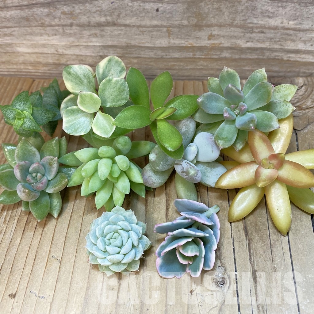 SH32071 Succulents mix, cuted