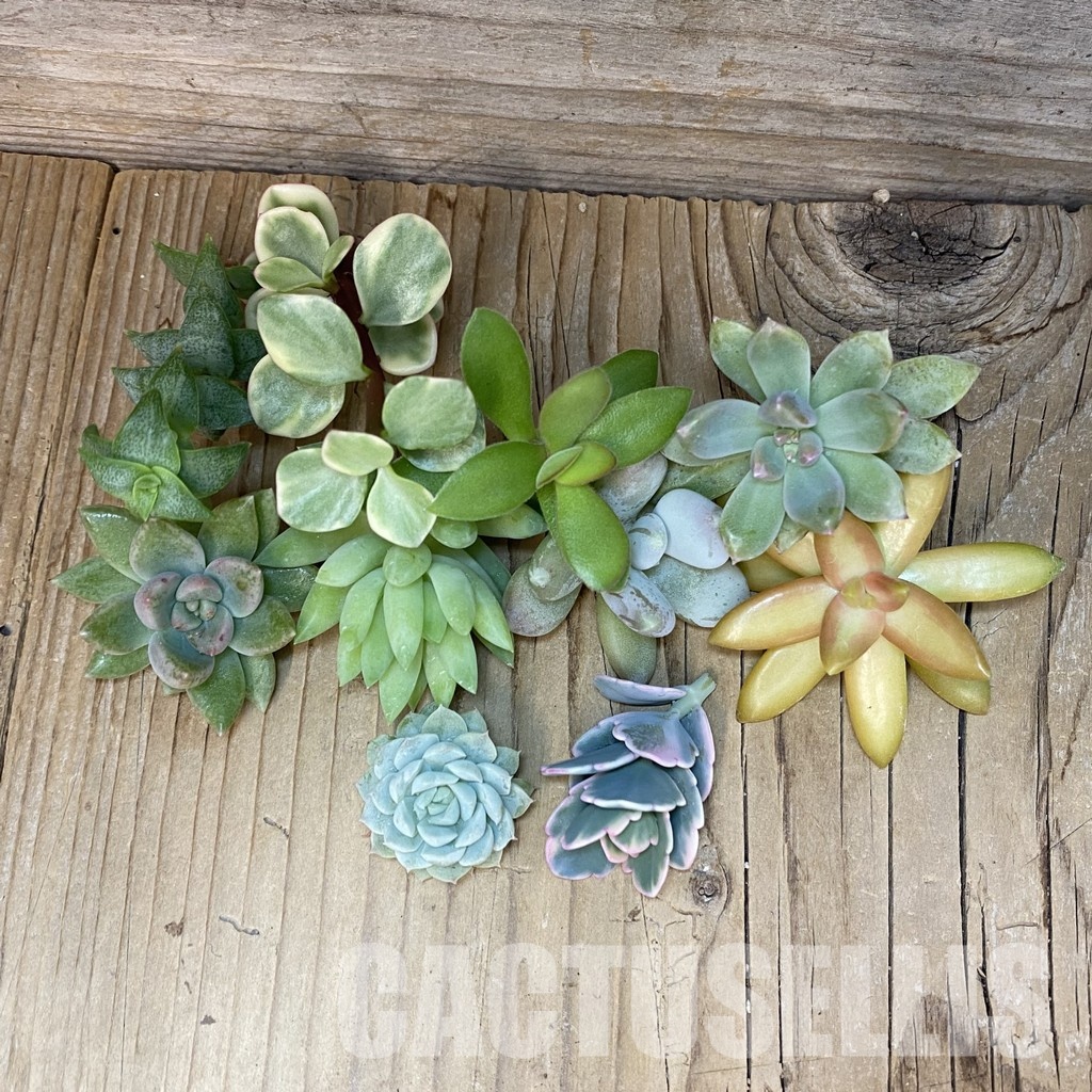 SH32071 Succulents mix, cuted - 画像 (2)