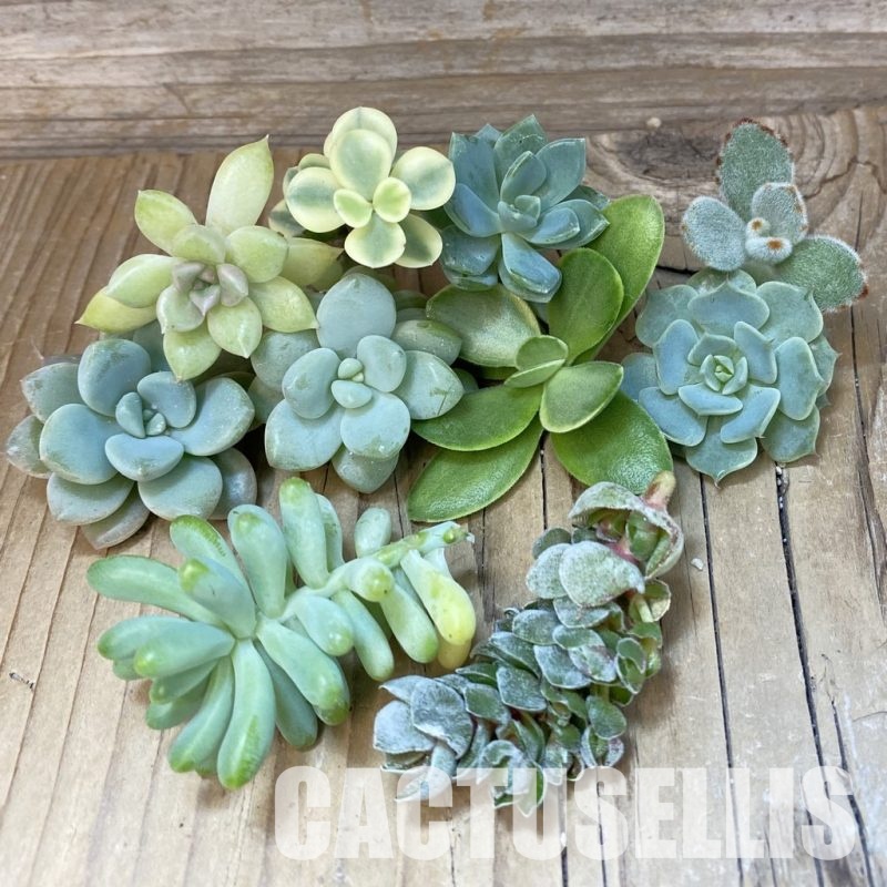 SH32072 Succulents mix, cuted
