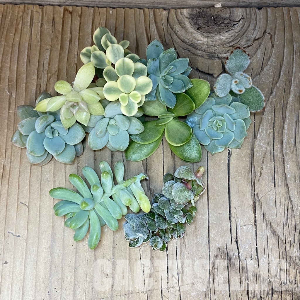 SH32072 Succulents mix, cuted - 画像 (2)