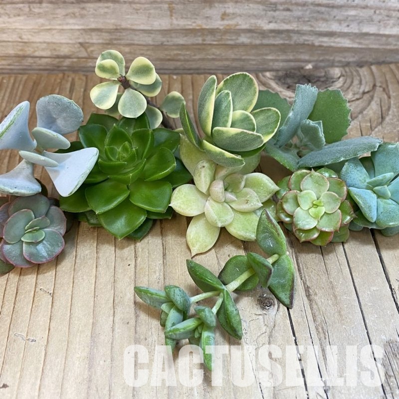 SH32073 Succulents mix, cuted