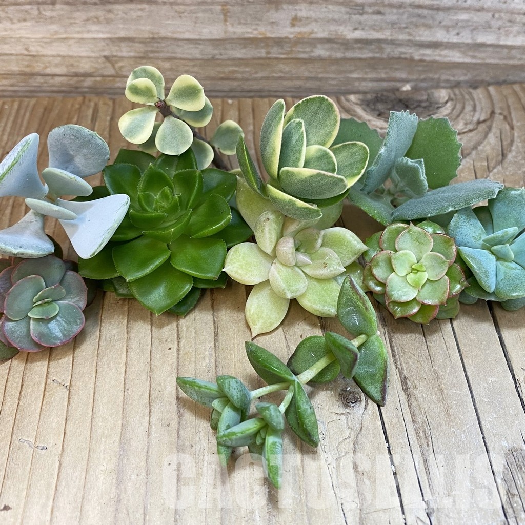 SH32073 Succulents mix, cuted