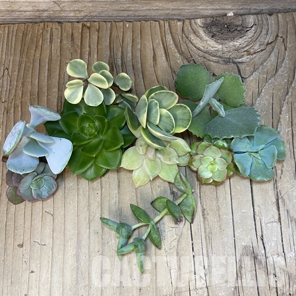 SH32073 Succulents mix, cuted - 画像 (2)