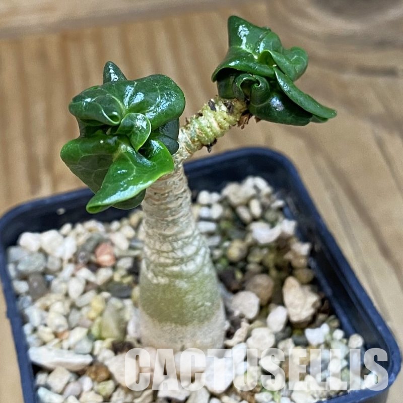 SH32000 Adenium arabicum DHA