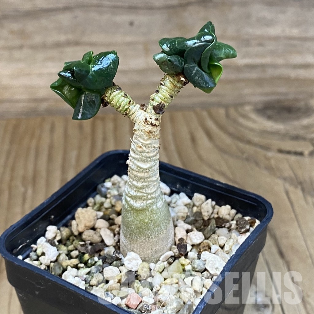 SH32000 Adenium arabicum DHA - 画像 (2)