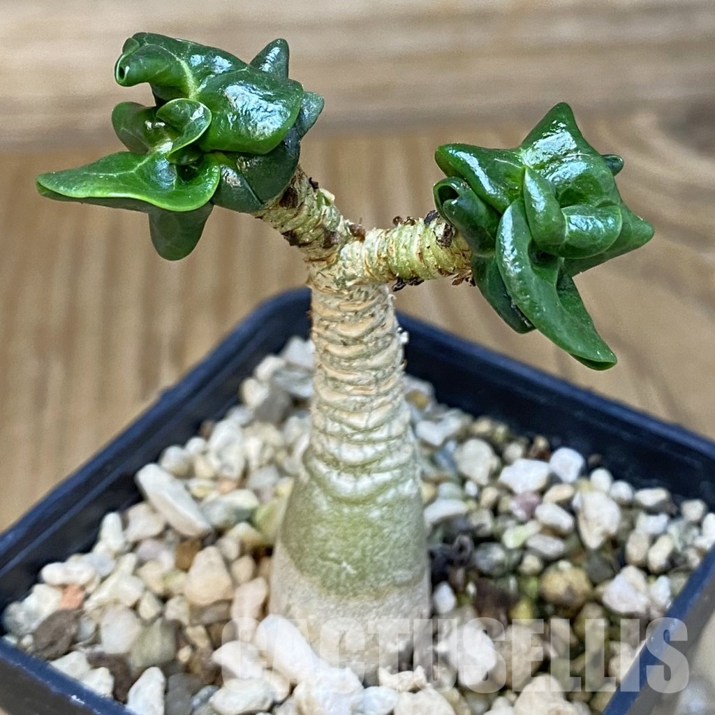 SH32000 Adenium arabicum DHA - 画像 (3)