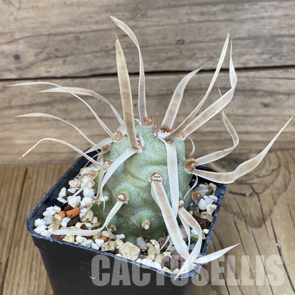 SH31992 Tephrocactus articulatus VG 194 - 画像 (2)
