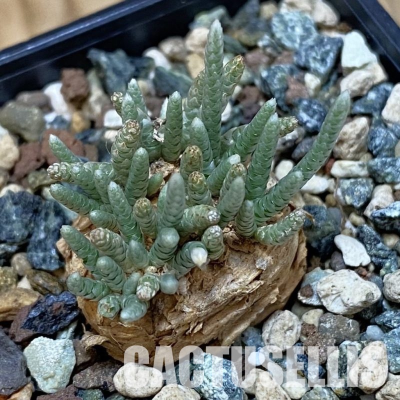 SH32001 Avonia alstonii