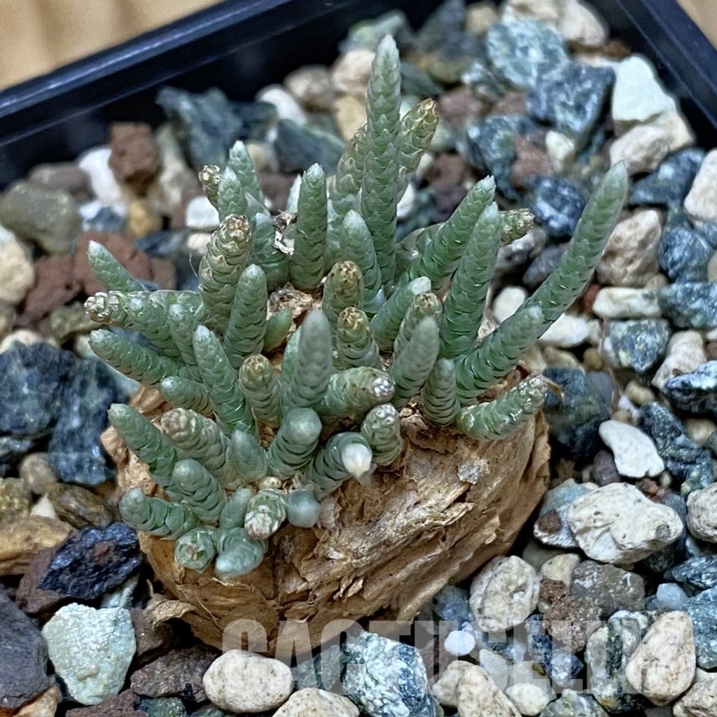 SH32001 Avonia alstonii