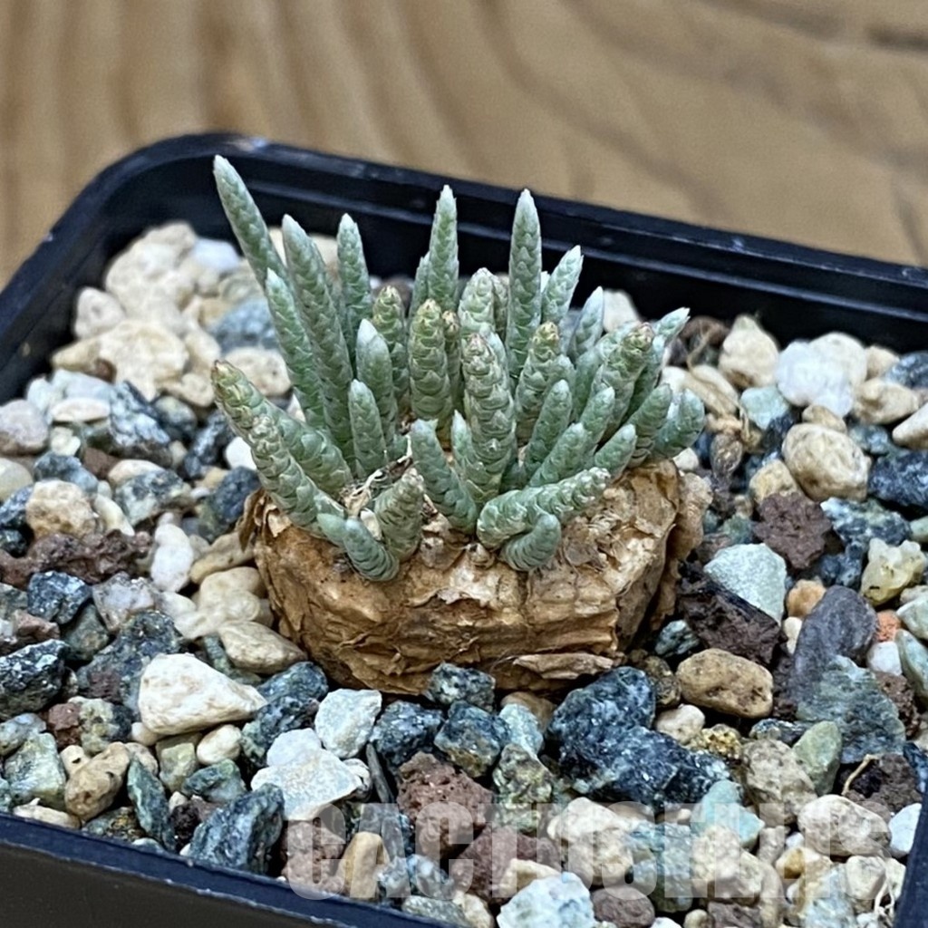 SH32001 Avonia alstonii - 画像 (2)