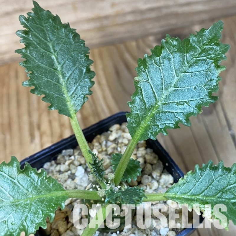 SH32002 Dorstenia horwoodii hybrid