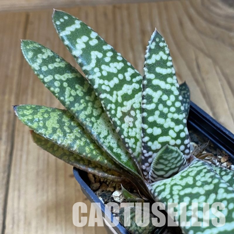 SH32003 Gasteria 'Snow Storm'