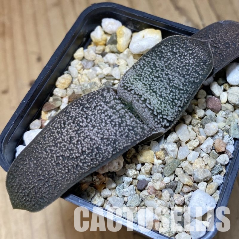 SH32004 Gasteria baylissiana hybrid