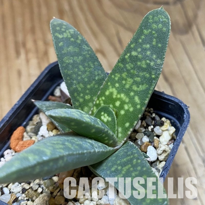 SH32005 Gasteria pillansii v. hallii