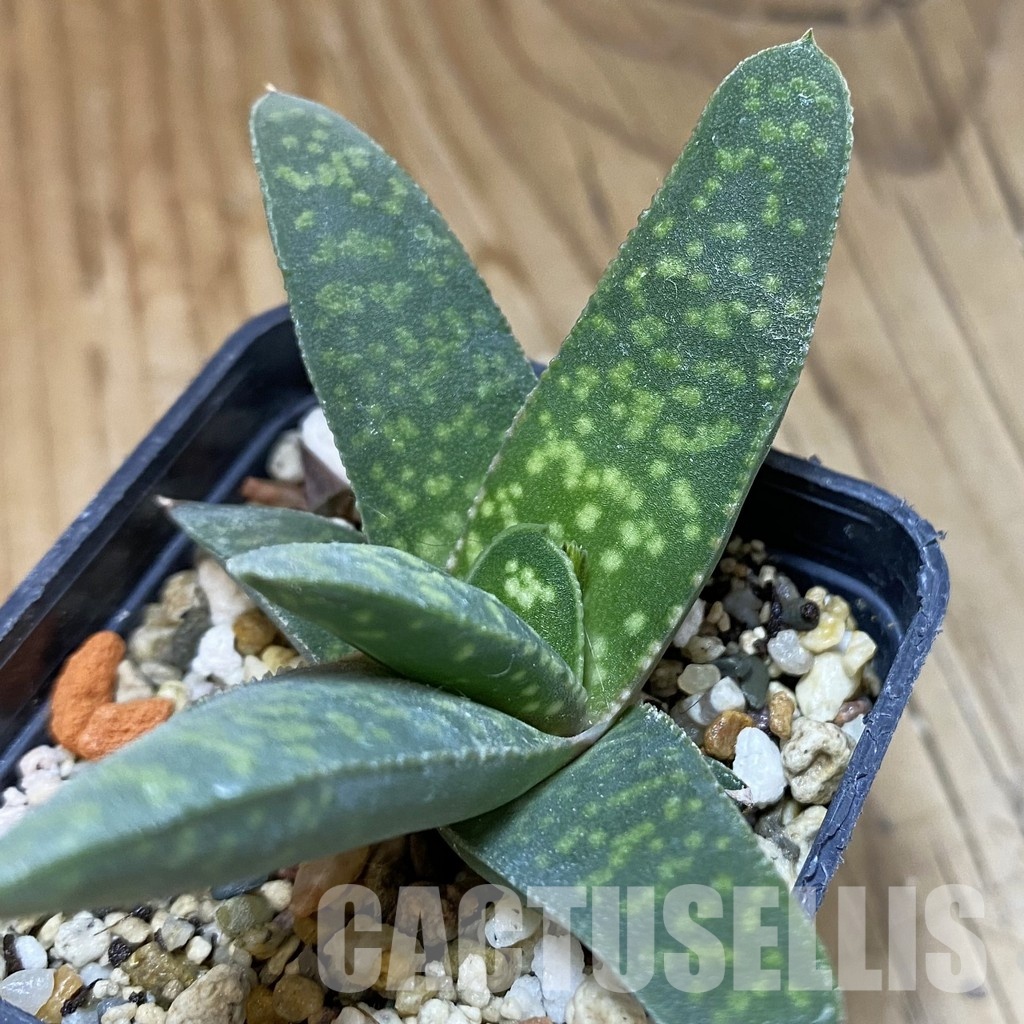 SH32005 Gasteria pillansii v. hallii