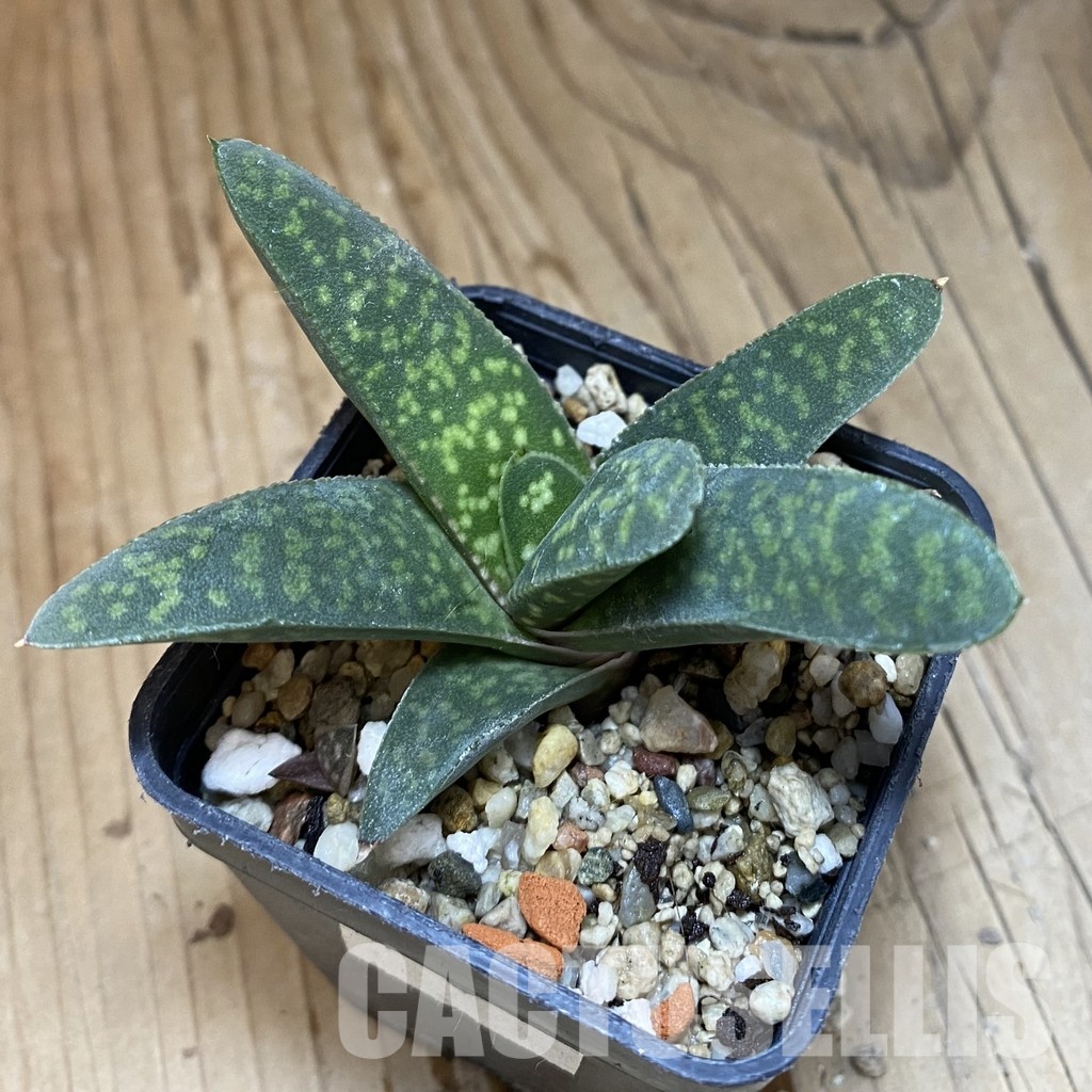 SH32005 Gasteria pillansii v. hallii - 画像 (2)