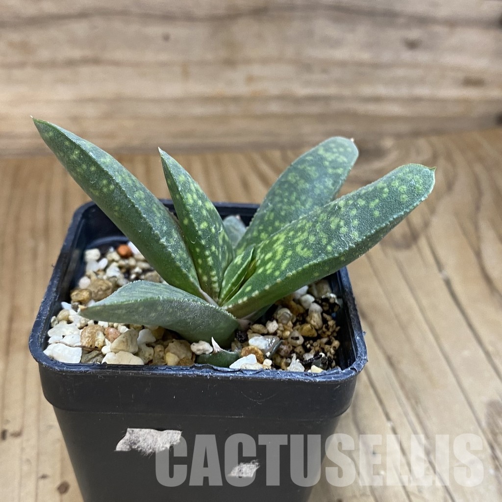 SH32005 Gasteria pillansii v. hallii - 画像 (3)