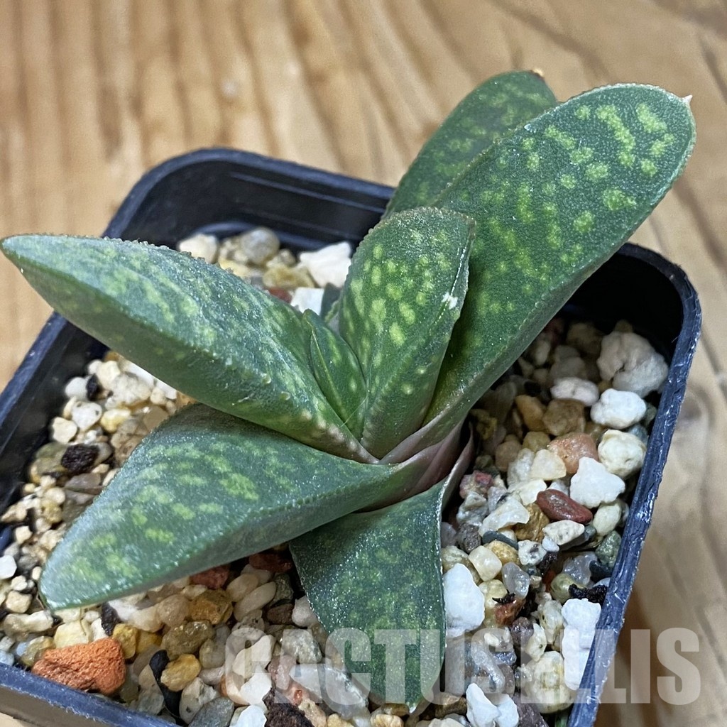 SH32006 Gasteria pillansii v. hallii