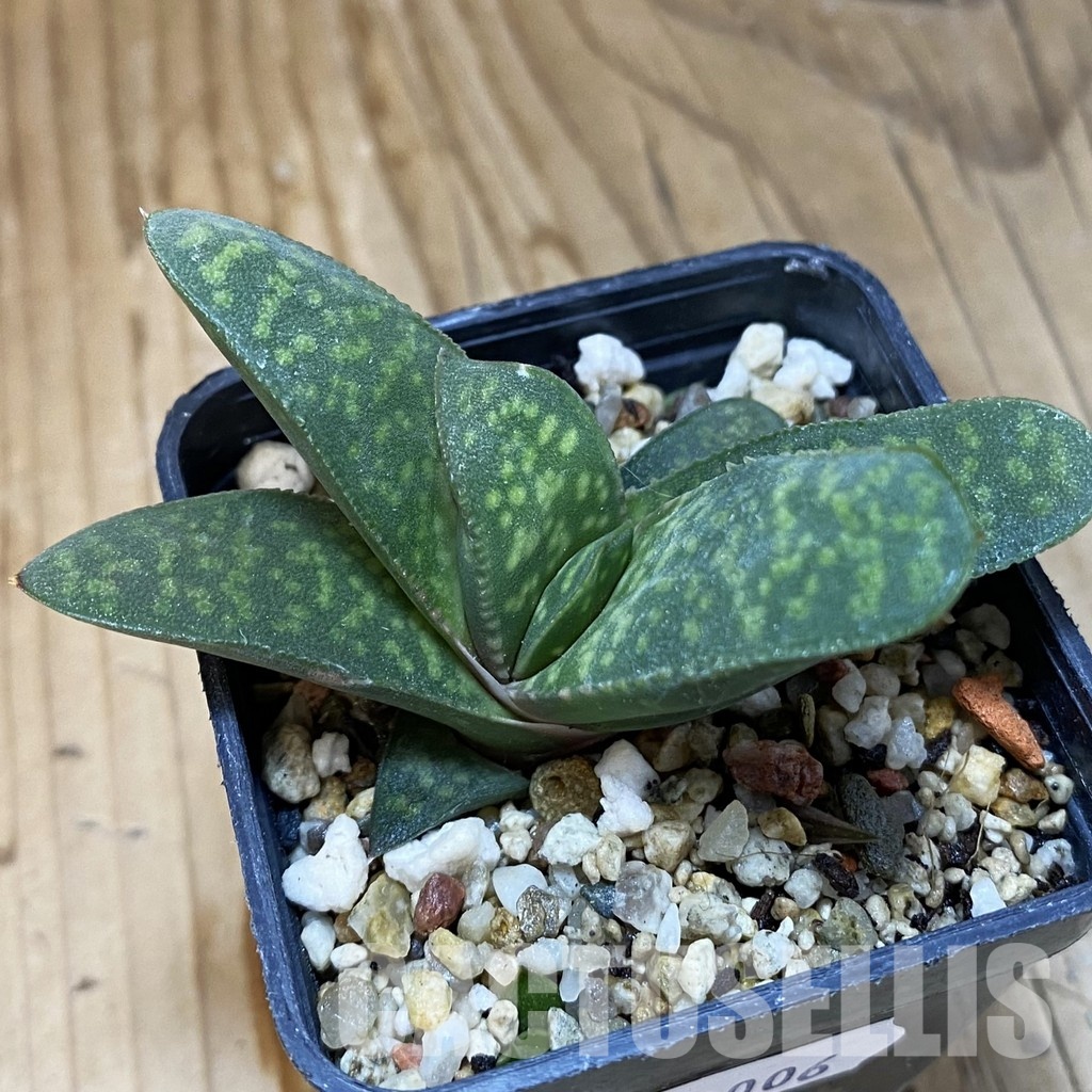 SH32006 Gasteria pillansii v. hallii - 画像 (2)