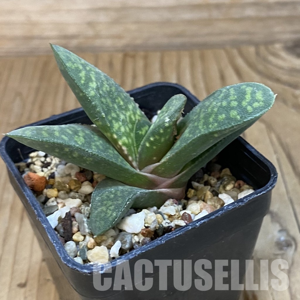 SH32006 Gasteria pillansii v. hallii - 画像 (3)
