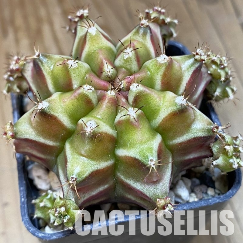 SH31993 Gymnocalycium mihanovichii ‘Be Love’