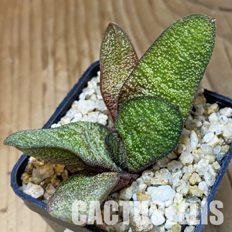 SH32009 Gasteria batesiana