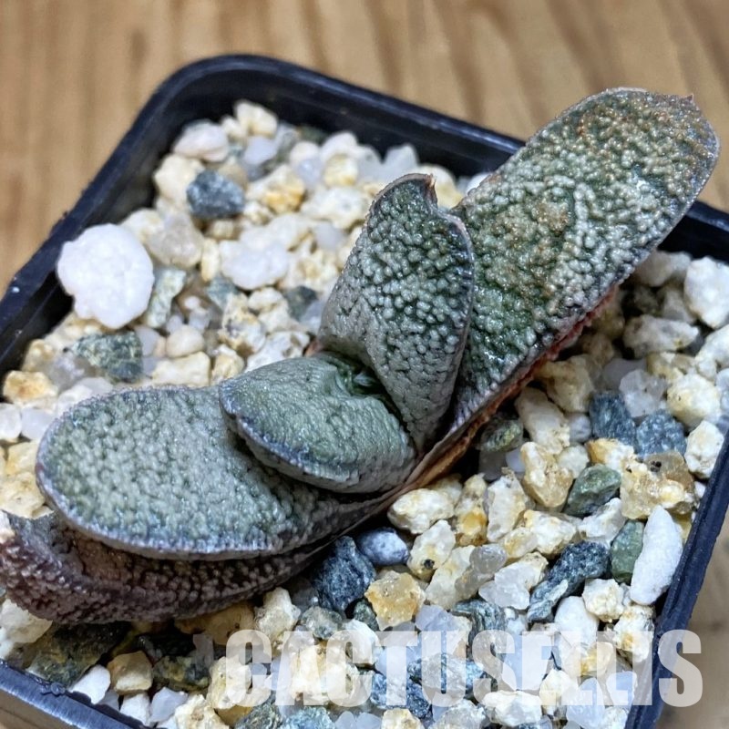 SH32010 Gasteria batesiana x Gasteria ellaphieae