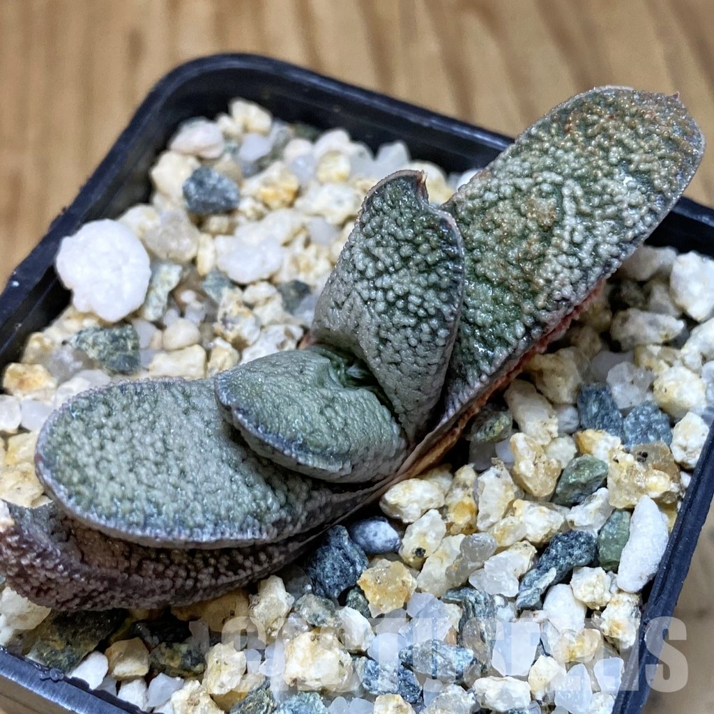 SH32010 Gasteria batesiana x Gasteria ellaphieae