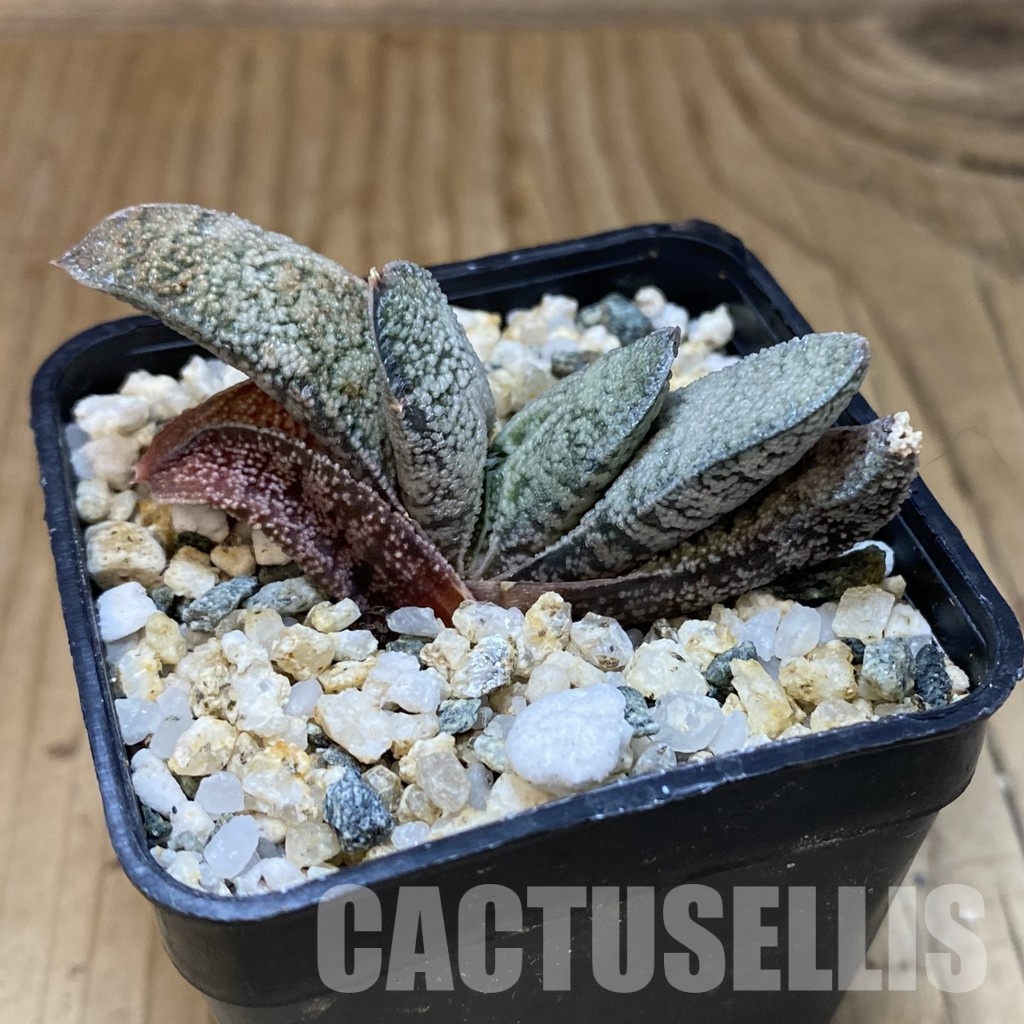 SH32010 Gasteria batesiana x Gasteria ellaphieae - 画像 (2)