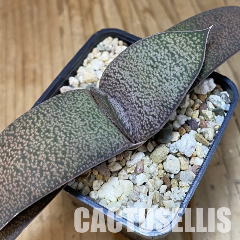 SH32011 Gasteria vlokii hybrid