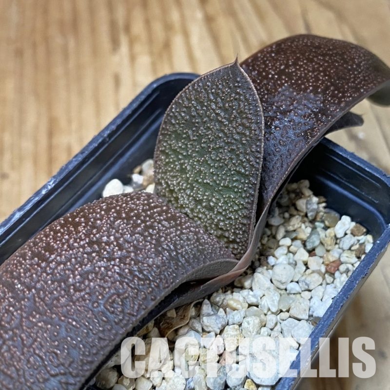 SH32012 Gasteria armstrongii hybrid