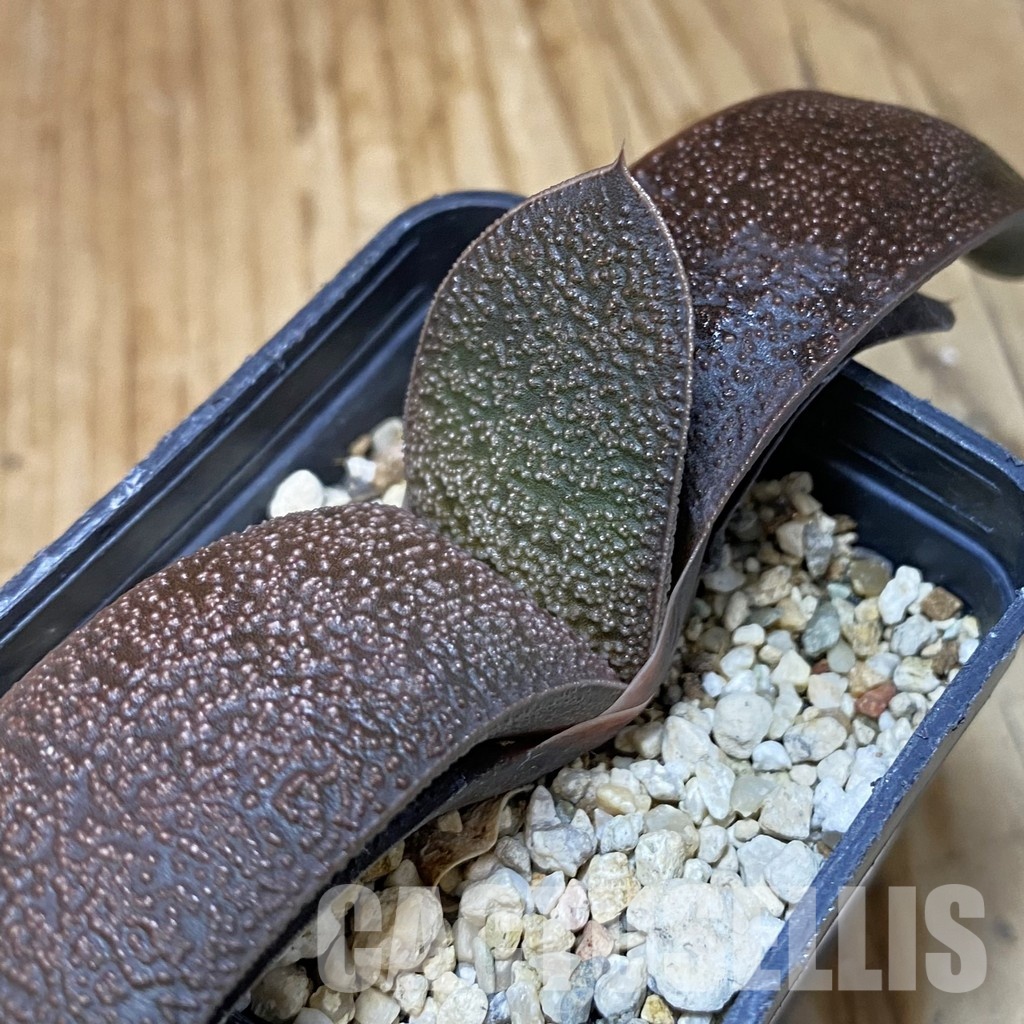 SH32012 Gasteria armstrongii hybrid