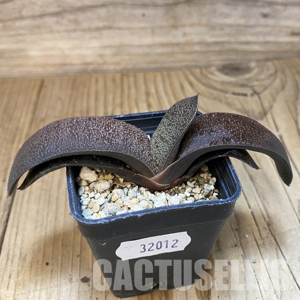 SH32012 Gasteria armstrongii hybrid - 画像 (2)