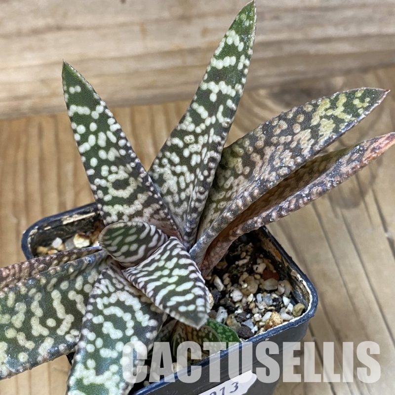 SH32013 Gasteria ‘Snow Storm’