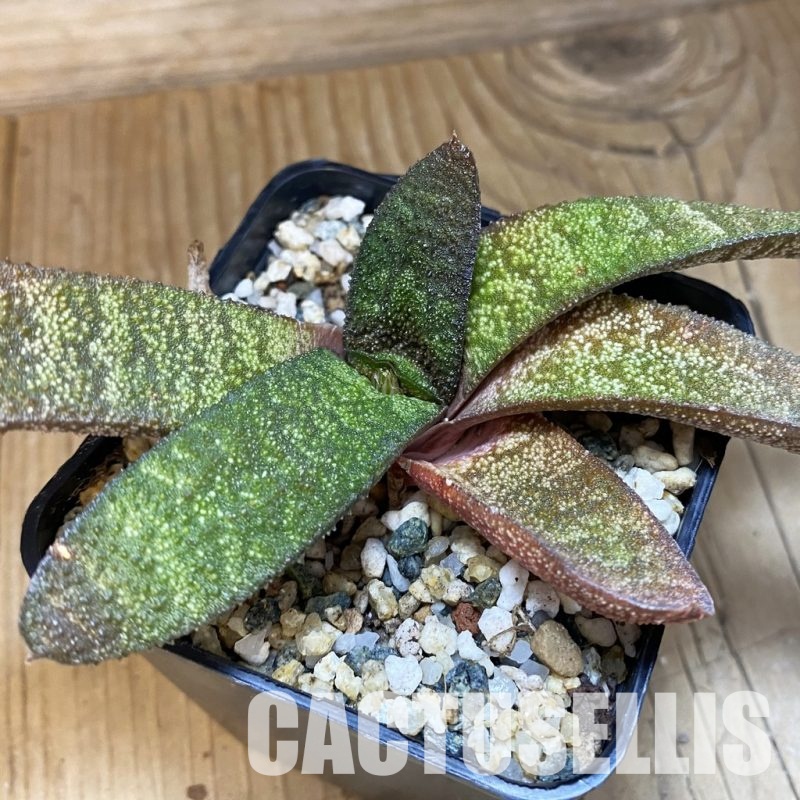 SH32014 Gasteria batesiana