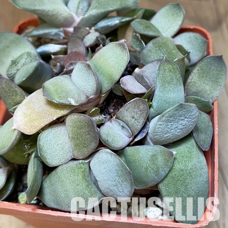 SH32015 Gasteria glomerata