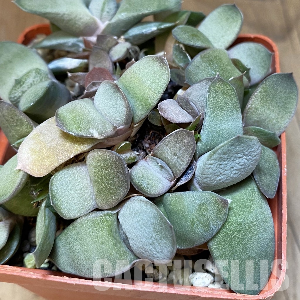 SH32015 Gasteria glomerata