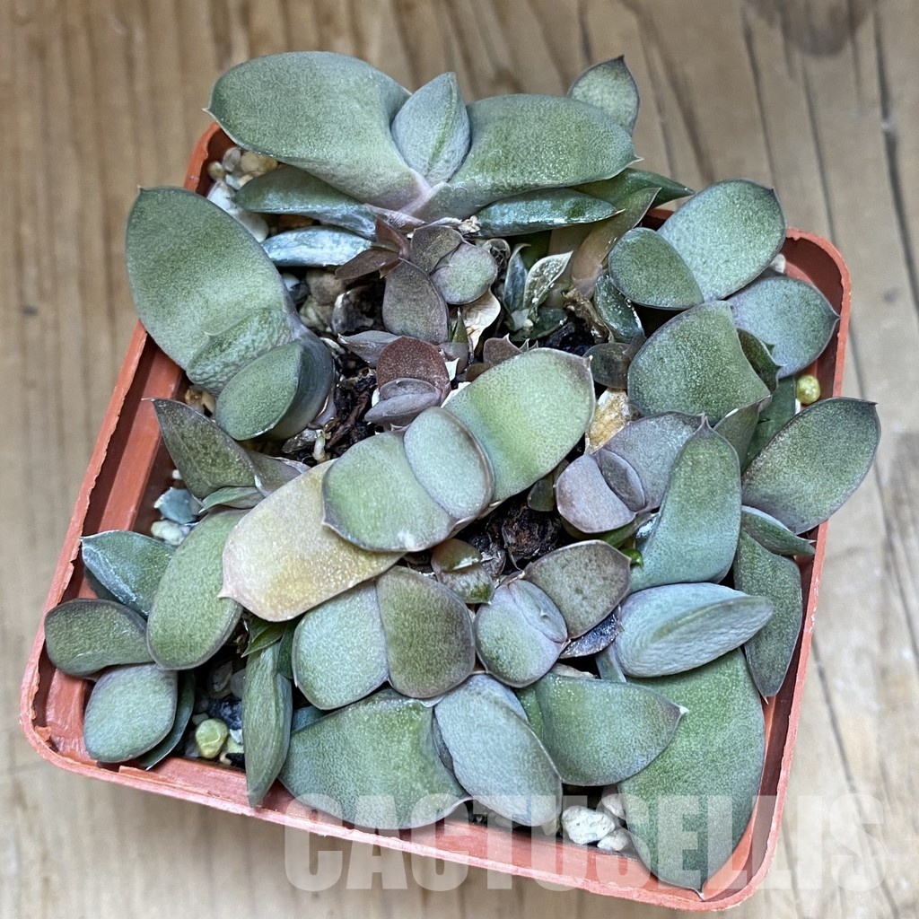 SH32015 Gasteria glomerata - 画像 (2)