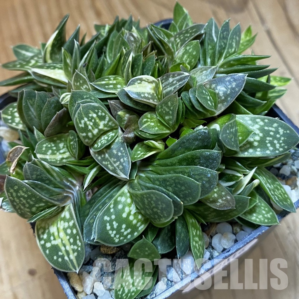 SH32016 Gasteria minima f. variegata